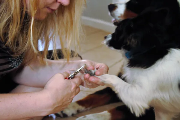 trimming your dog's nails