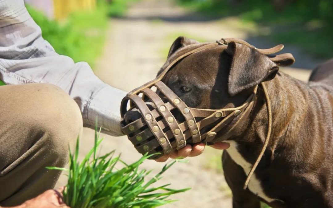 Is Your Dog Muzzle Trained?