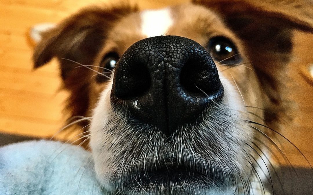 The Values of Scent Work for You and Your Dog