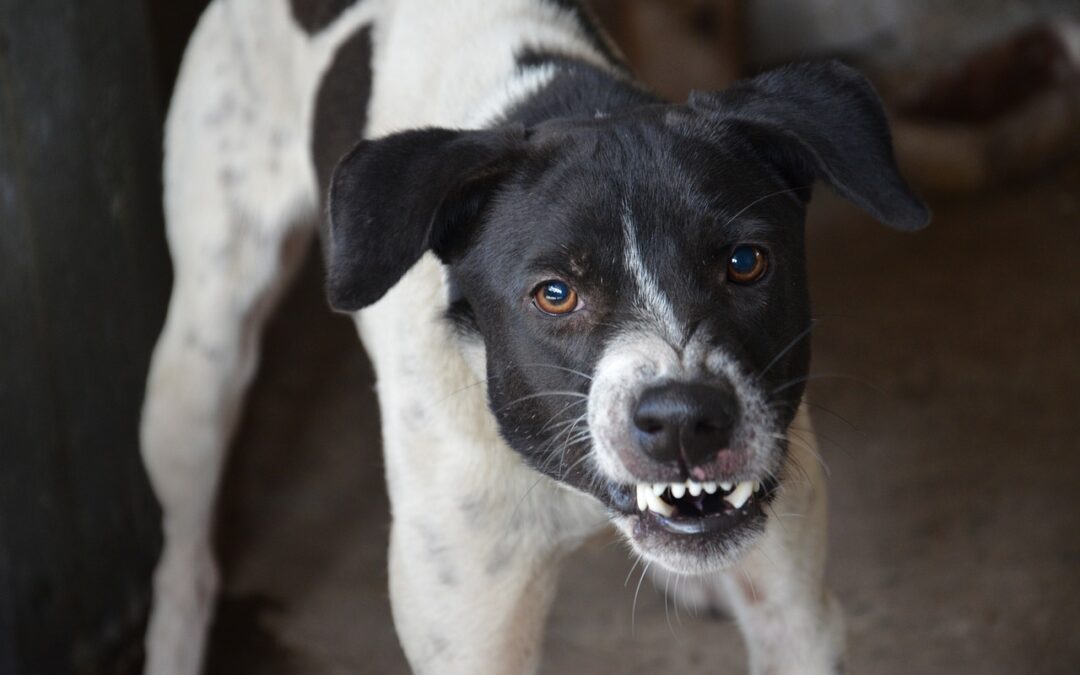 Pain and Aggression in Dogs: Understanding the Connection