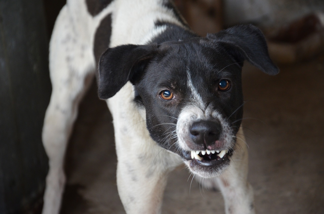 Black and white Border Collie cross showing teeth