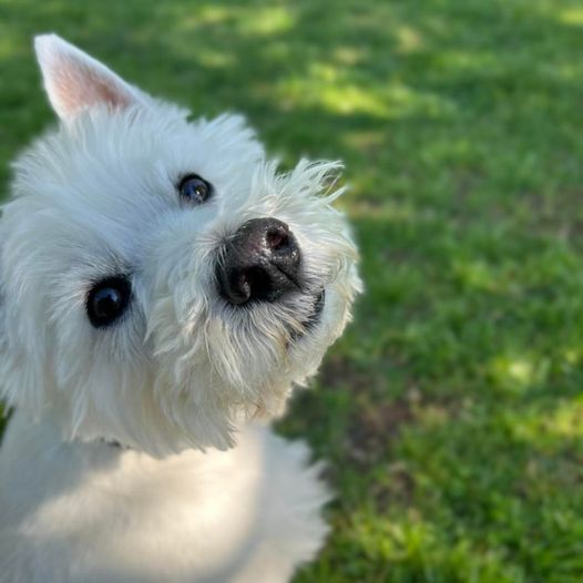 Dog training in VirginiaBeach with white West Highland Terrier