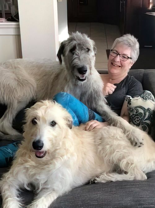 Chesapeake dog trainer Karen Adams with her two Irish Wolfhounds 