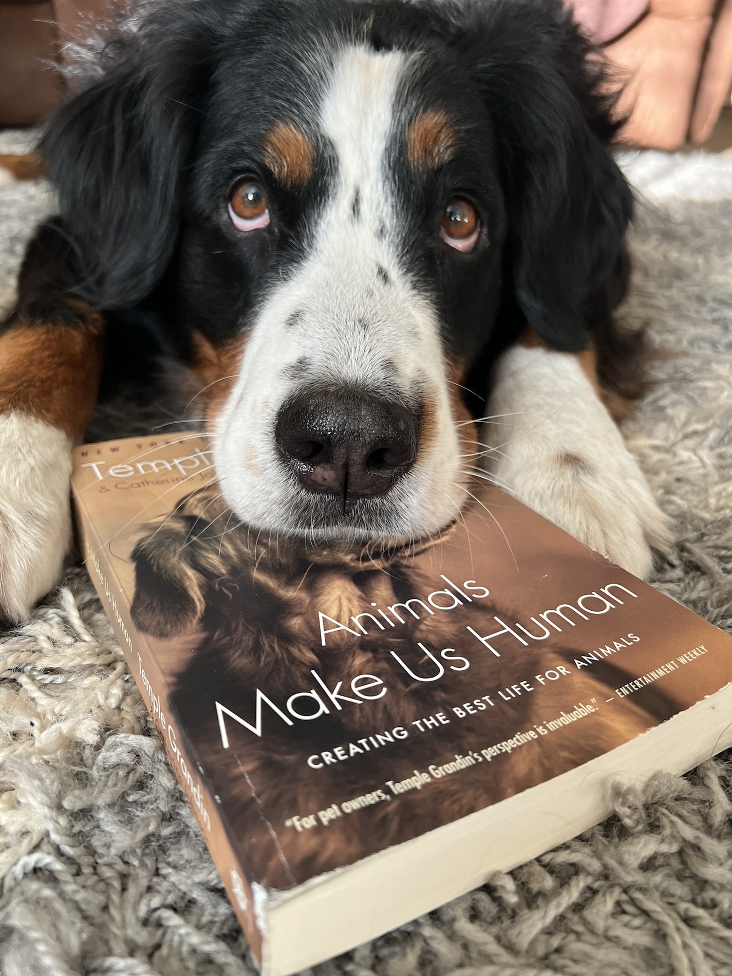 bernese mountain dog resting chin on book