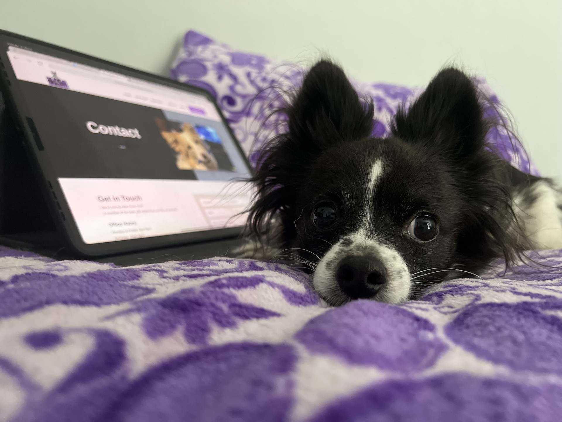 Chihuahua with ipad on purple bedding