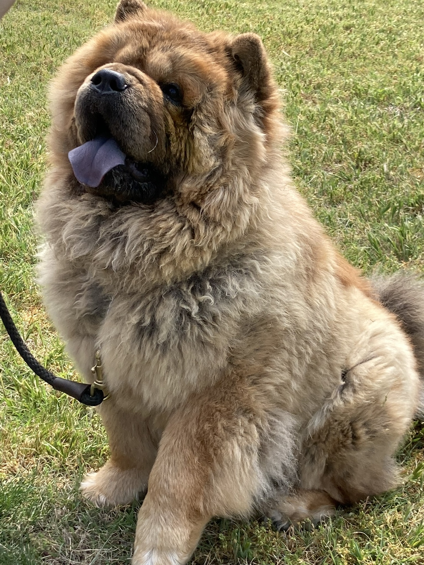 Chow chow Canine Good citizen training