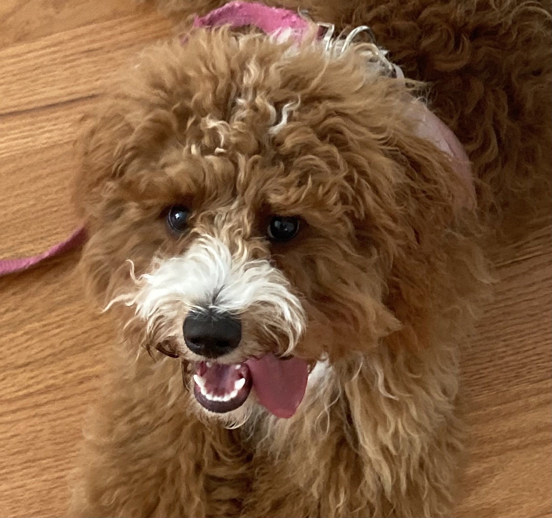 doodle puppy training in Chesapeake