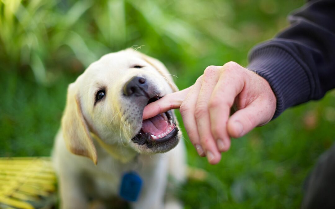 Puppy Biting