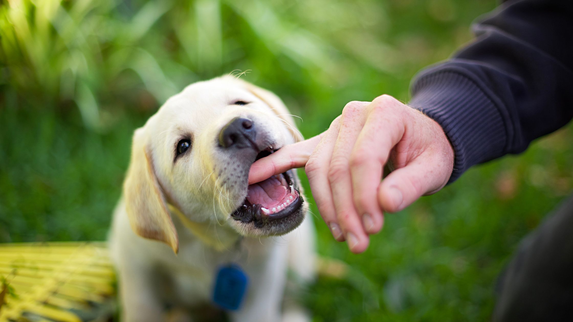 White Labrador Puppy biting hands