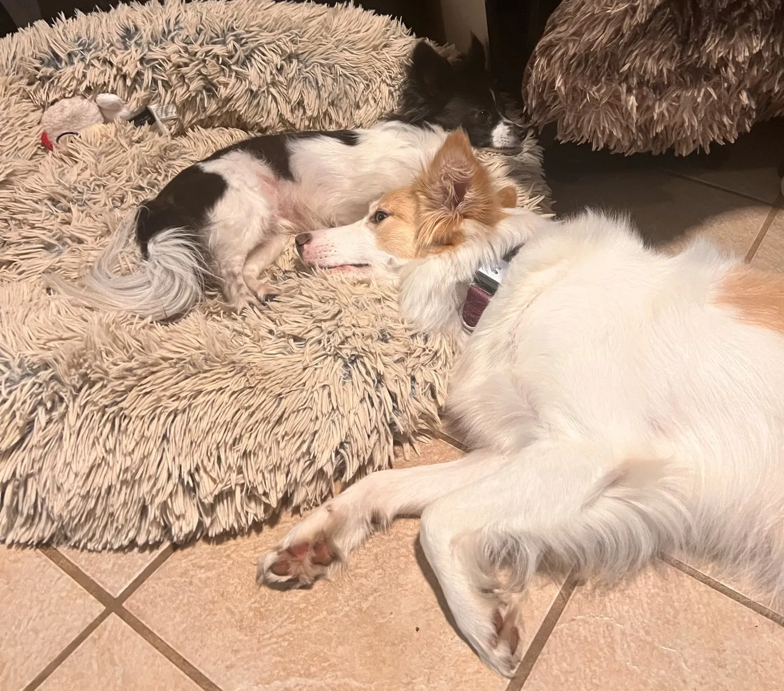 two dogs on dog bed