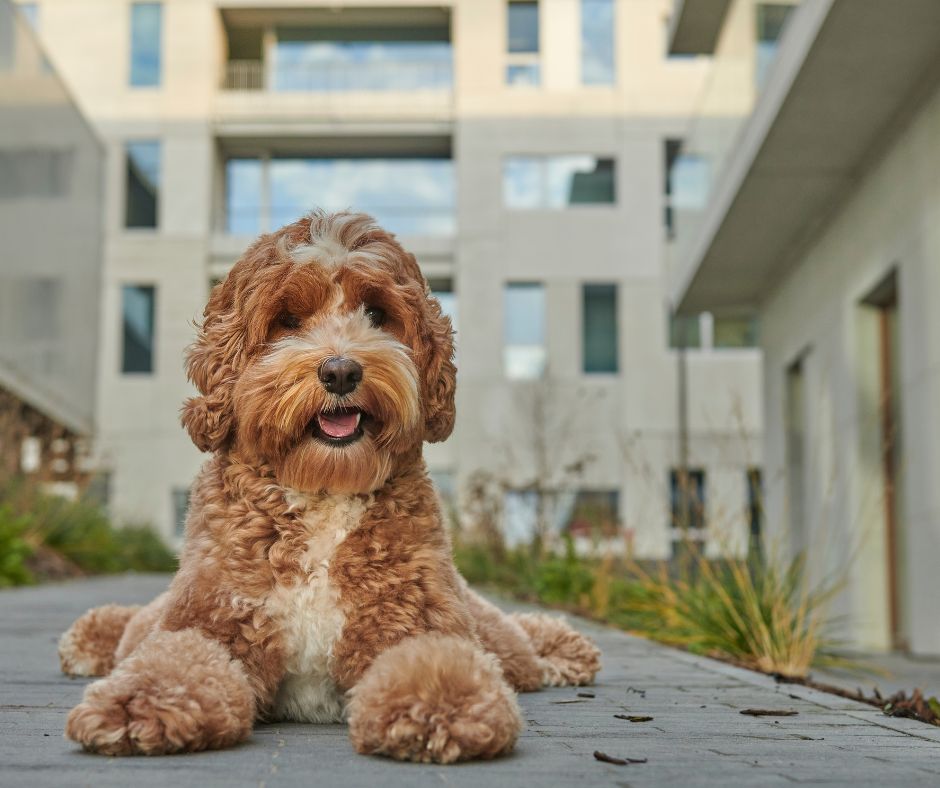 Apricot Mini Golden Doodle laying in front of apartment building