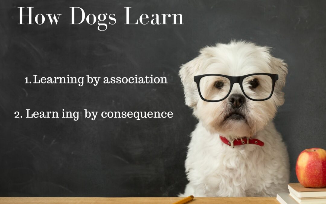 How Dogs Learn