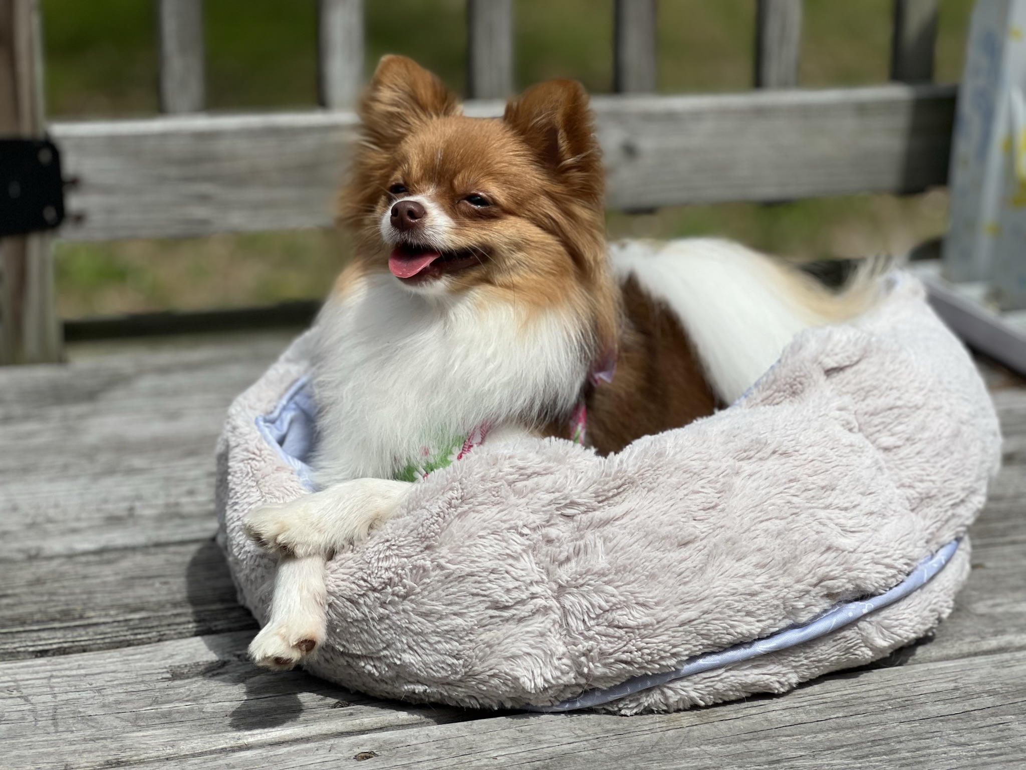 Brown and white Pomeranian in light grey dog bed on porch