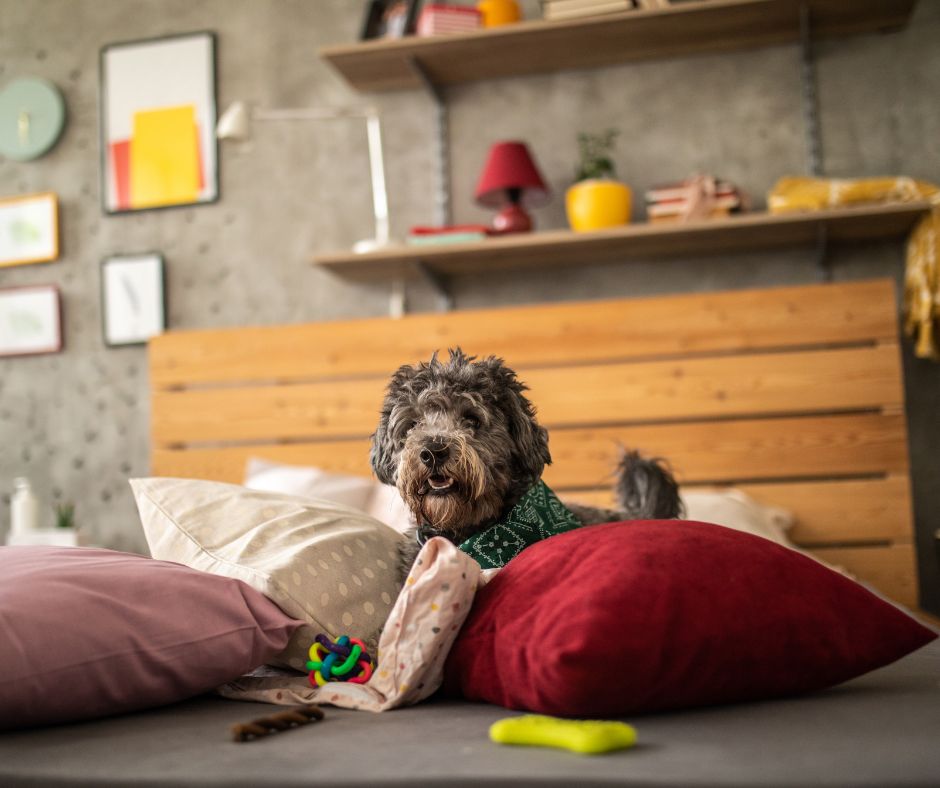 Grey poodle mix on bed between red, white and pink pillow wearing green bandana