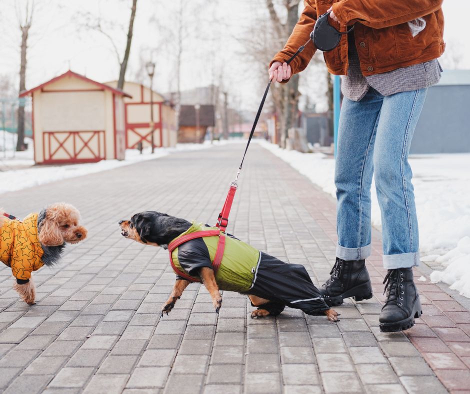 two small dogs on retractable leashes straining towards each other