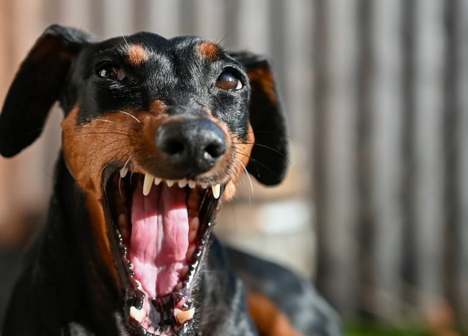 Fightin’ Words: What Causes Aggression in Dogs, and How You Can Avoid It