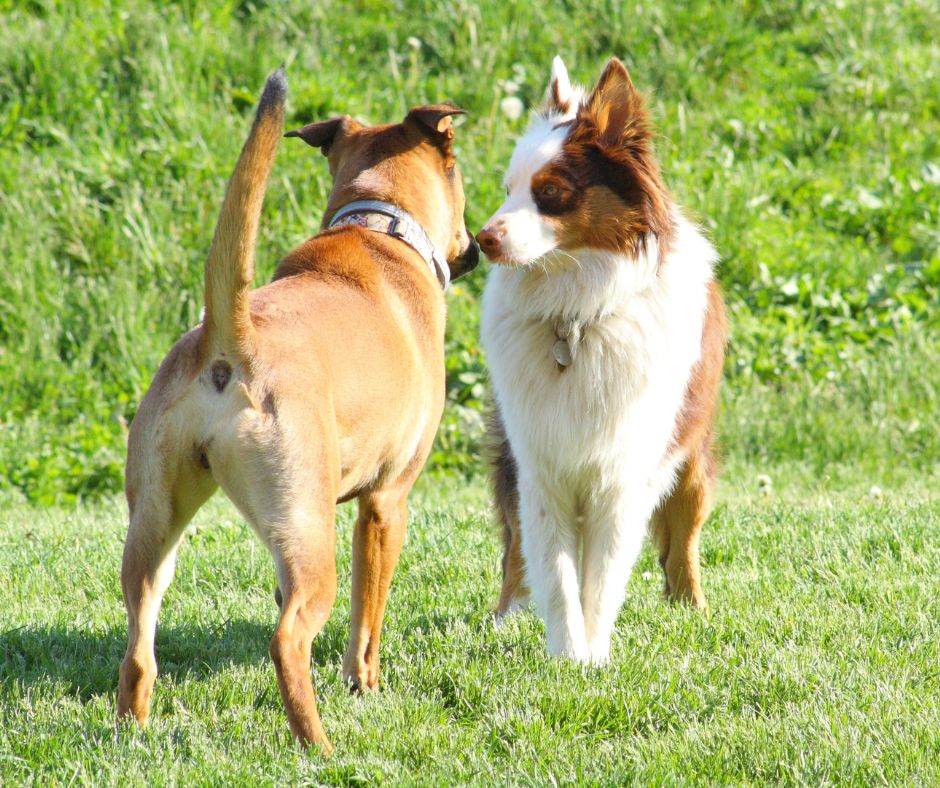 Brown and white Australian Shepherd greeting brown Pitbull mix