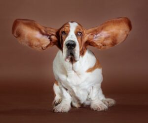 Ear flapping Bassett hound