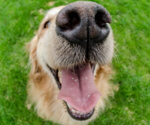 Happy Golden Retriever