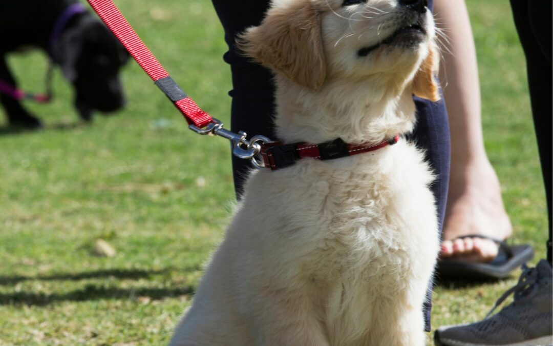 Finding the Best Puppy Class