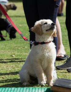 best puppy class in Virginia Beach 