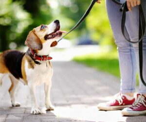 Beagle training with professional dog trainer