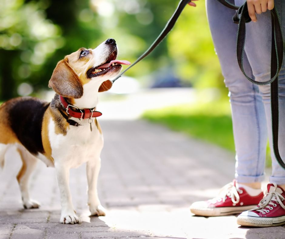 tricolored Beagle looking up at owner holding leash