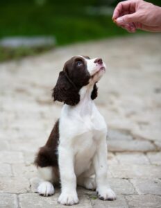 Chesapeake, VA puppy class