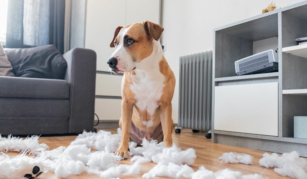 Put an End to Your Dog’s Bad Behavior