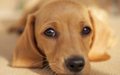 When Should You Start Puppy Training?