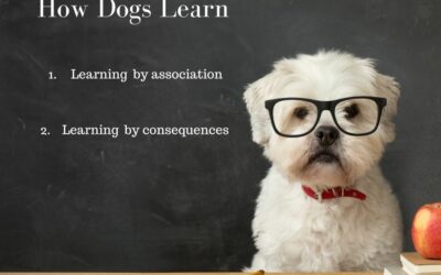The Science behind Canine Learning