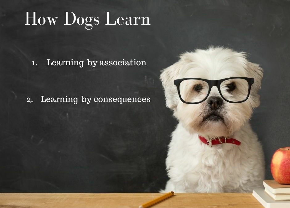 The Science behind Canine Learning
