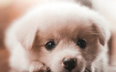 Puppy Training 101: A Guide for New Dog Owners