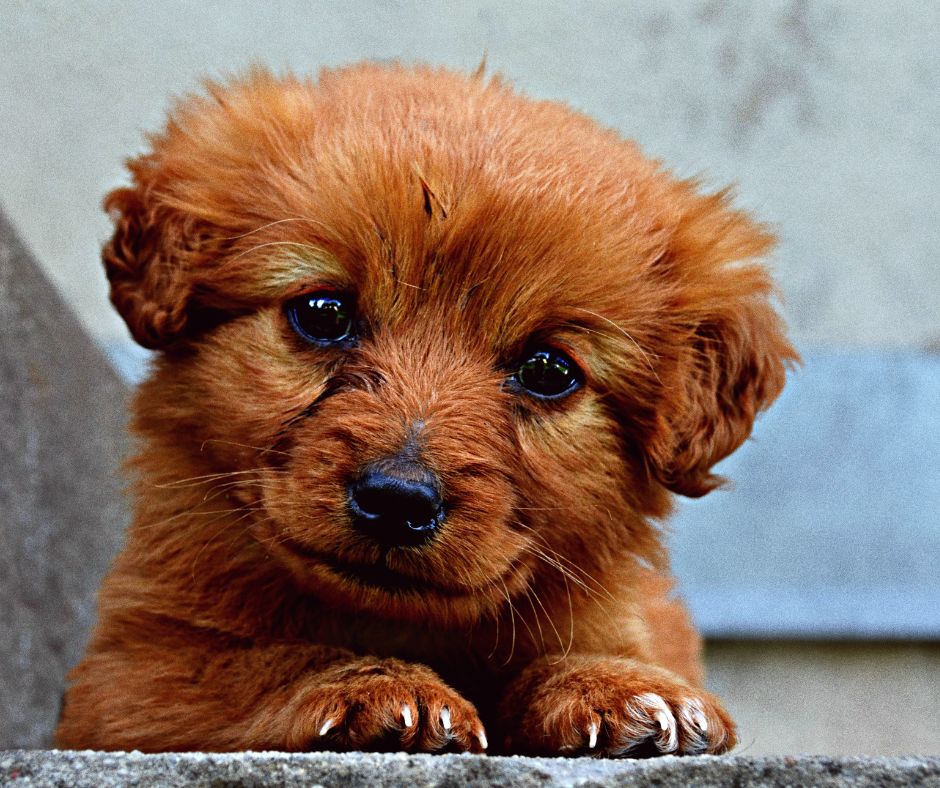 Brown Small breed puppy laying and looking at camera