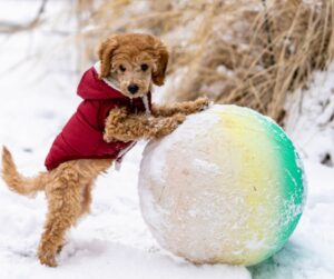 Doodle puppy training Chesapeake