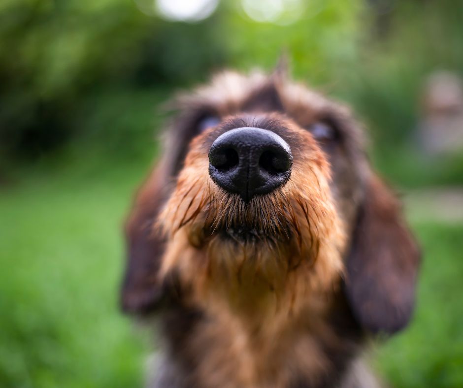 Longhaired Dachshunds nose