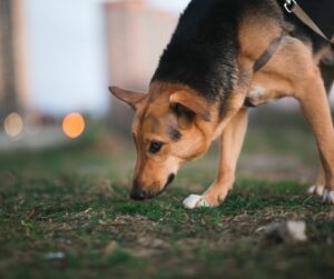 German Shepherd searching