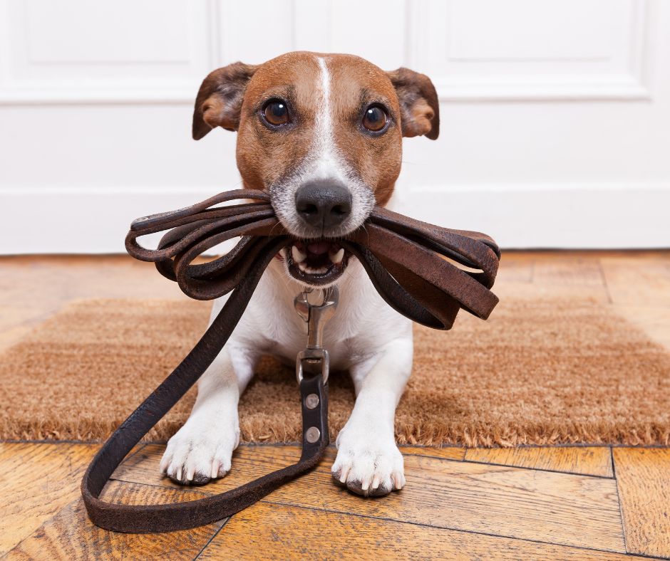 Jack Russell terrier with leather leash in his mouth laying