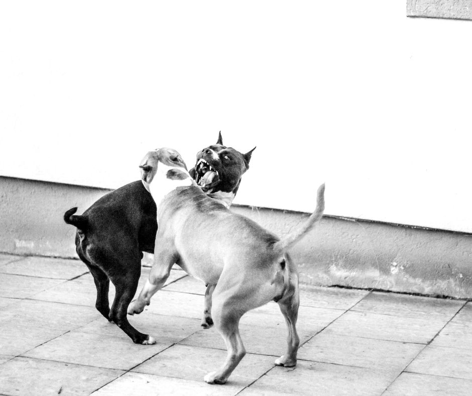 Two Pitbull type dogs playing