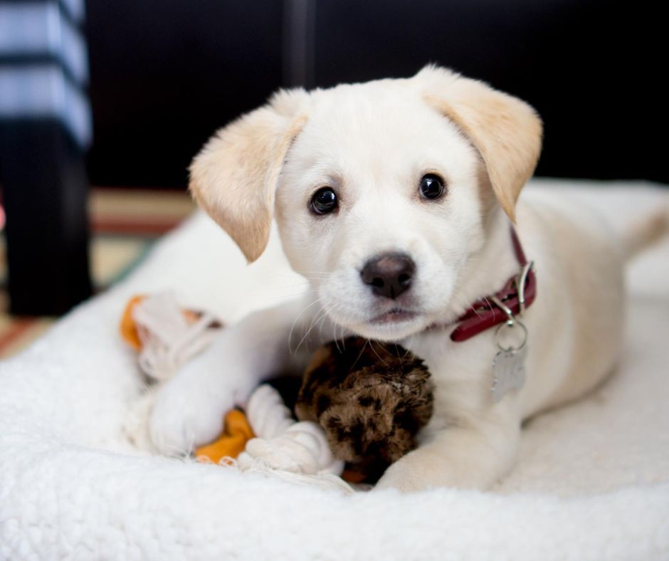 White labrador puppy with brown toy on white dog bed
