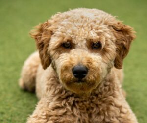 Mini Golden Doodle