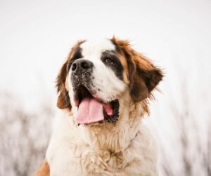 Saint Bernhard