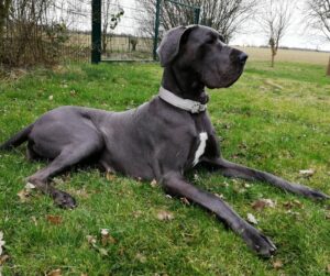 Great Dane laying in grass,