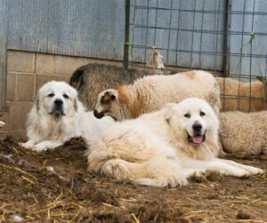Two white Great Pyrenees watching over flock of sheep