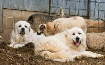 Behavior Issues with Livestock Guardian Dogs