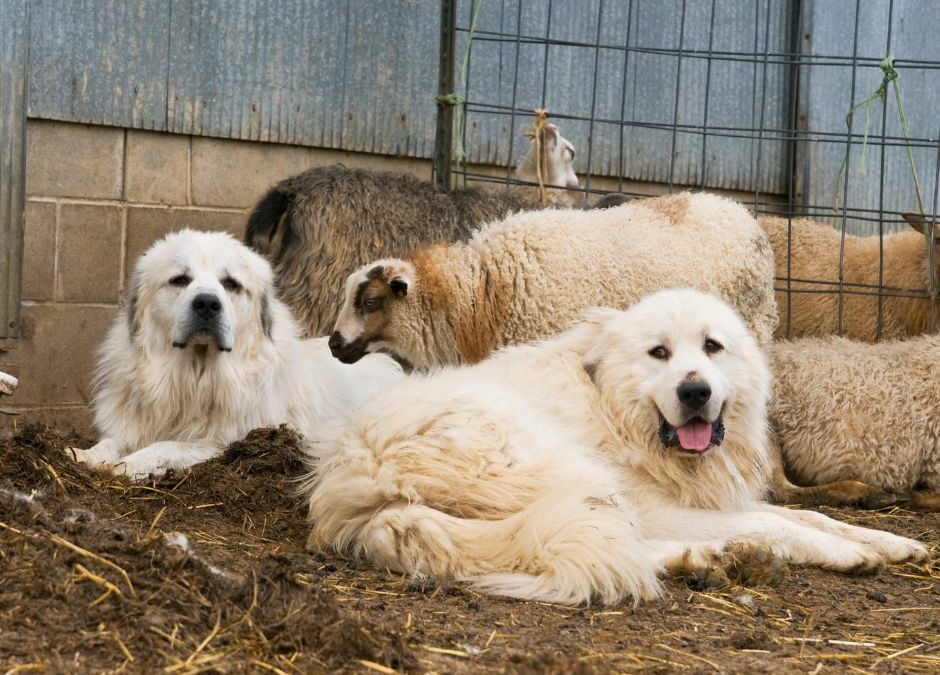 Behavior Issues with Livestock Guardian Dogs