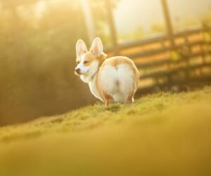 Corgi