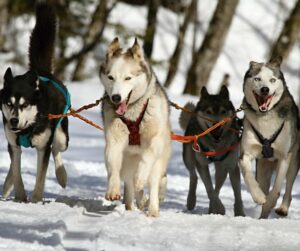 Huskies pulling sled