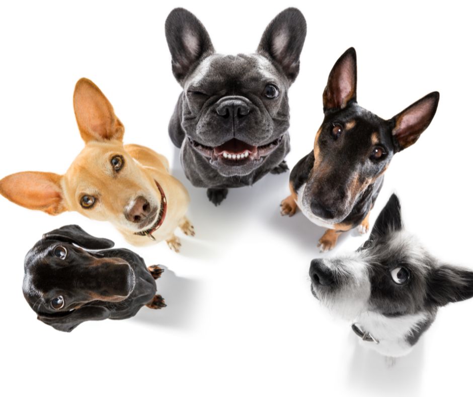 Black dachshund, yellow mixed breed, grey frenchie, tri colored Bull terrier, black and white terrier mix sitting in a circle