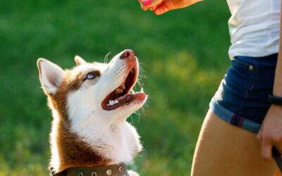 An Easy Way to Train Your Dog: Board and Train